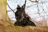 SCOTTISH TERRIER 094